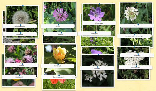 LearningAPP: ZUORDEN Namen zu Blüte