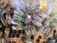 Bienenkönigin mit ihren Betreuerinnen
