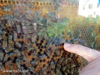 Bienenschule: Finde die Königin 