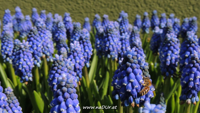 Blauer Frühling in Wien