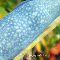 Botanisches zum Staunen: Blauschote