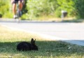 Kaninchen am Donauradweg