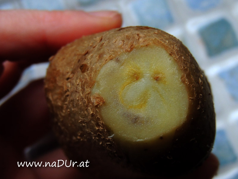 Kartoffel / Erdapfel  - mit Trollgesicht