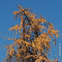 weiblicher Ginkgo Baum beim Wiener Rathaus