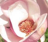 kitschige Magnolienblüte