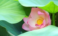 Indischer Lotus