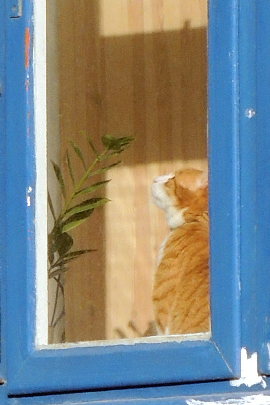 Schauen - Katze fokussiert ihren Blick in die Luft