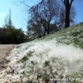 Frühling in weiß