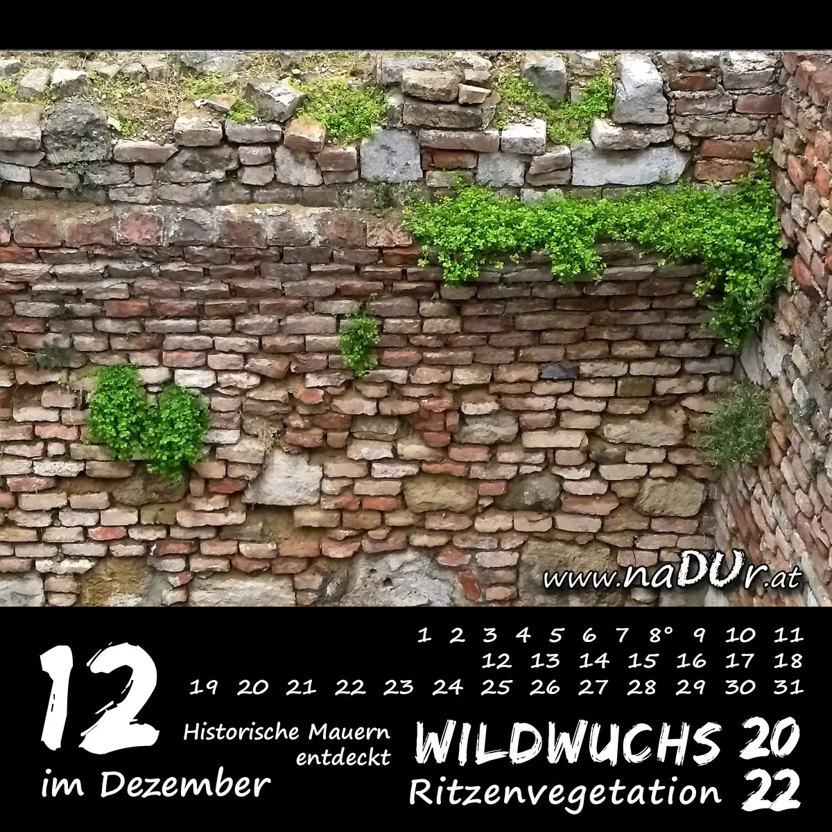 Historische Mauern mit viel Ritzenvegetation im Dezember entdeckt